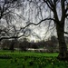 Daffodils in the park  by boxplayer