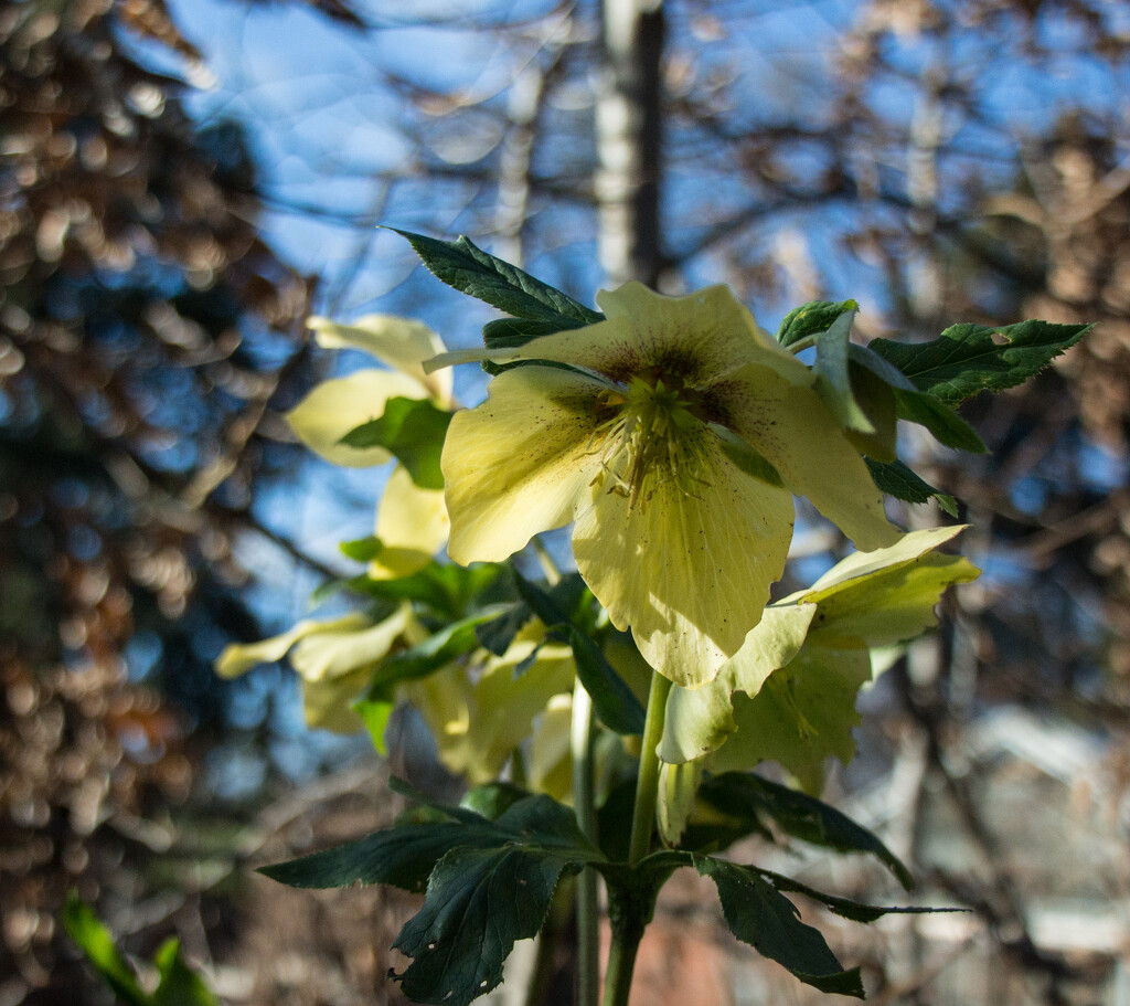 Hellebore  by busylady
