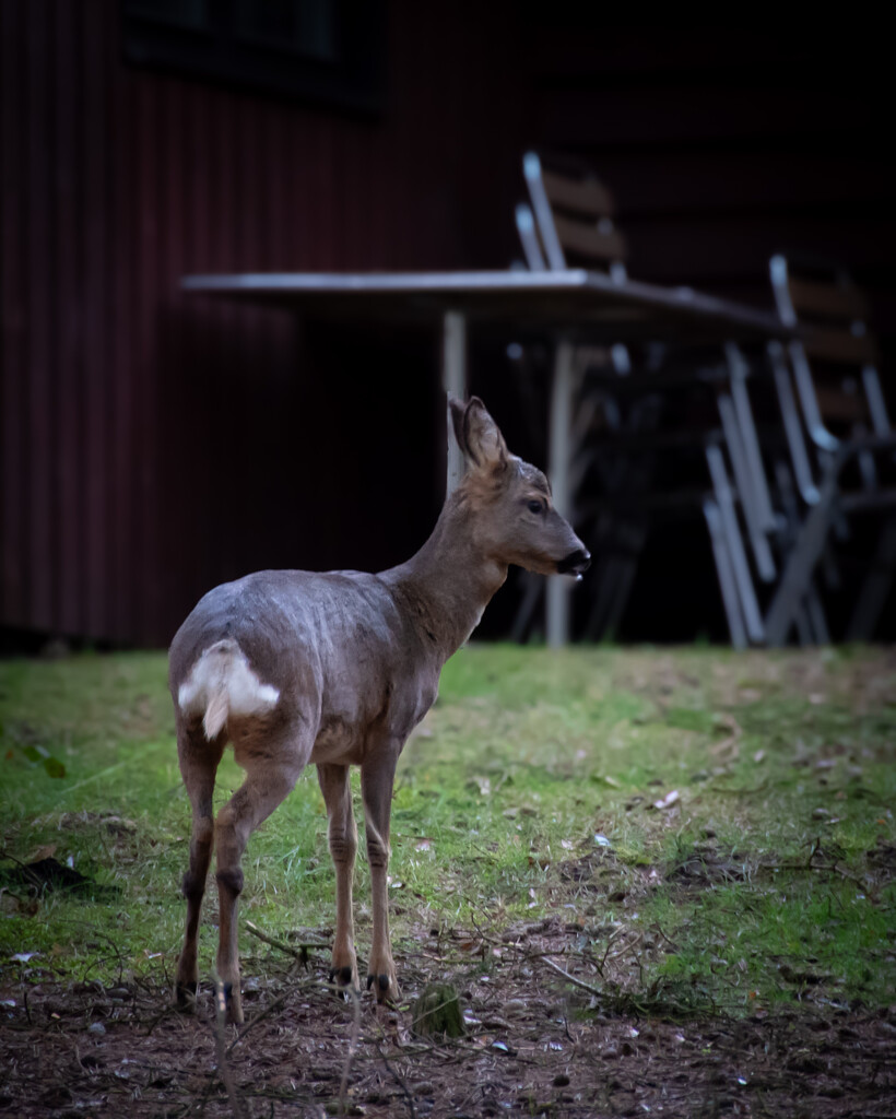 Roe Deer by anncooke76