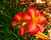 21st Feb 2024 - Last Of The Day Lilies ~