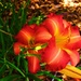 Last Of The Day Lilies ~ by happysnaps