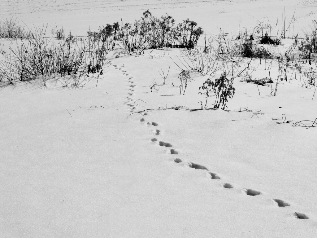 b&w snow tracks by amyk