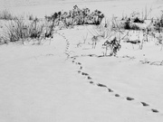 20th Feb 2024 - b&w snow tracks