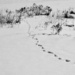 b&w snow tracks by amyk