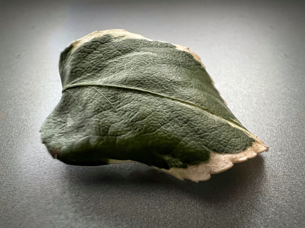 Leaf by gaillambert