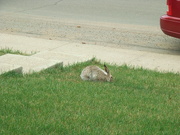5th May 2009 - jack rabbit