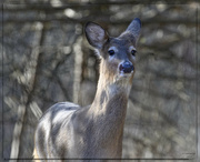 20th Feb 2024 - Surprise!  A deer