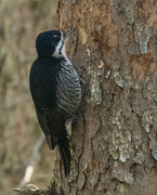 19th Feb 2024 - Black Backed Woodpecker