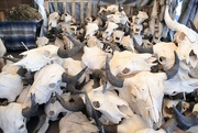 21st Feb 2024 - cow skulls