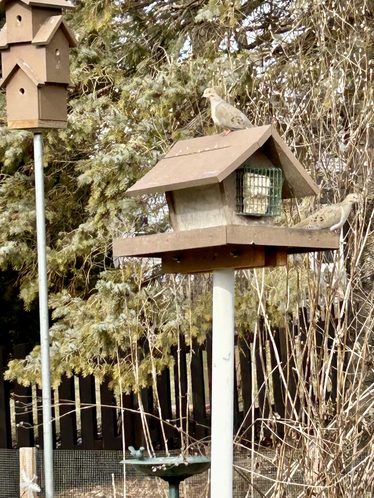 Mourning doves on the feeder by mltrotter