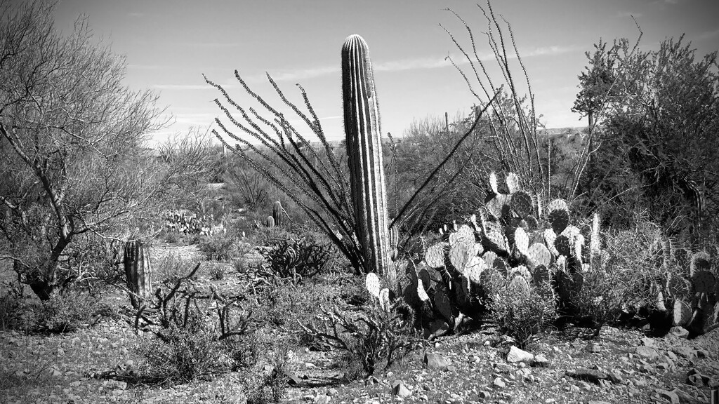 Desert plants by jgcapizzi