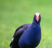 3rd Feb 2024 - Pukeko stopped eating for a bit to watch me