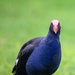 Pukeko stopped eating for a bit to watch me by creative_shots
