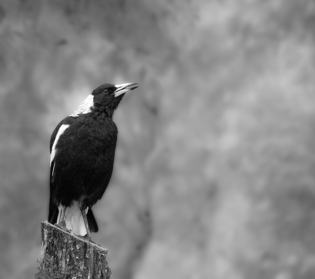 magpie in full song by koalagardens