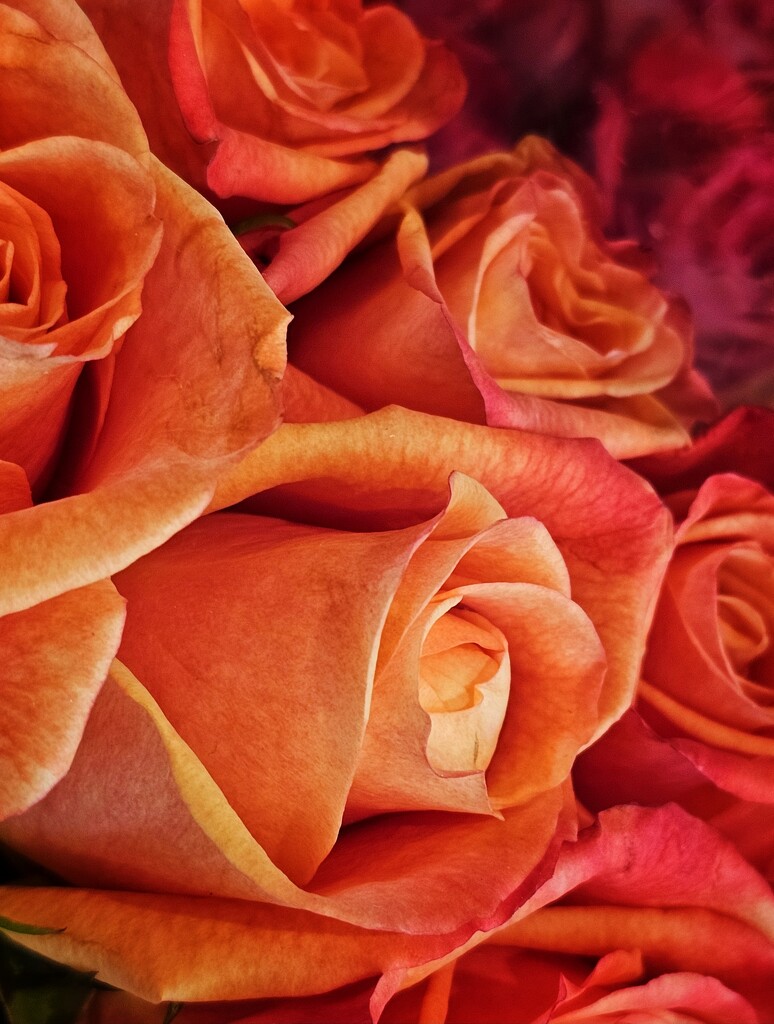 Roses by edorreandresen