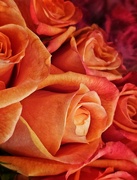 20th Feb 2024 - Roses