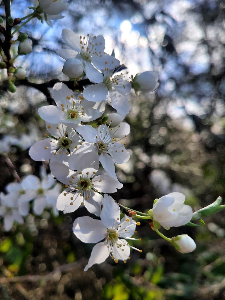 Sunny Spring-Like Day by elainepenney