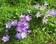 21st Feb 2024 - crocus