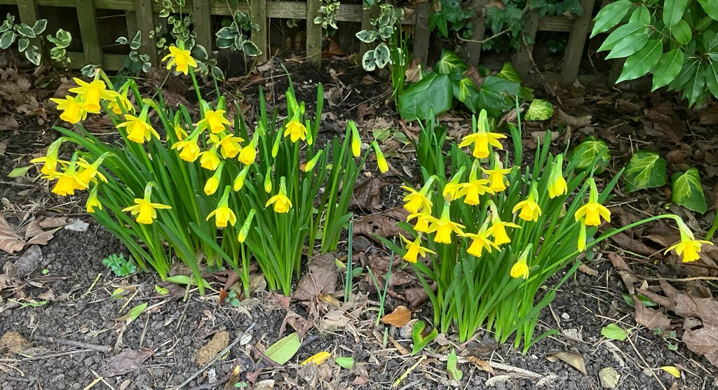 Miniature Daffodils Back Garden  by foxes37
