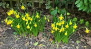 21st Feb 2024 - Miniature Daffodils Back Garden 