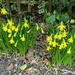 Miniature Daffodils Back Garden 
