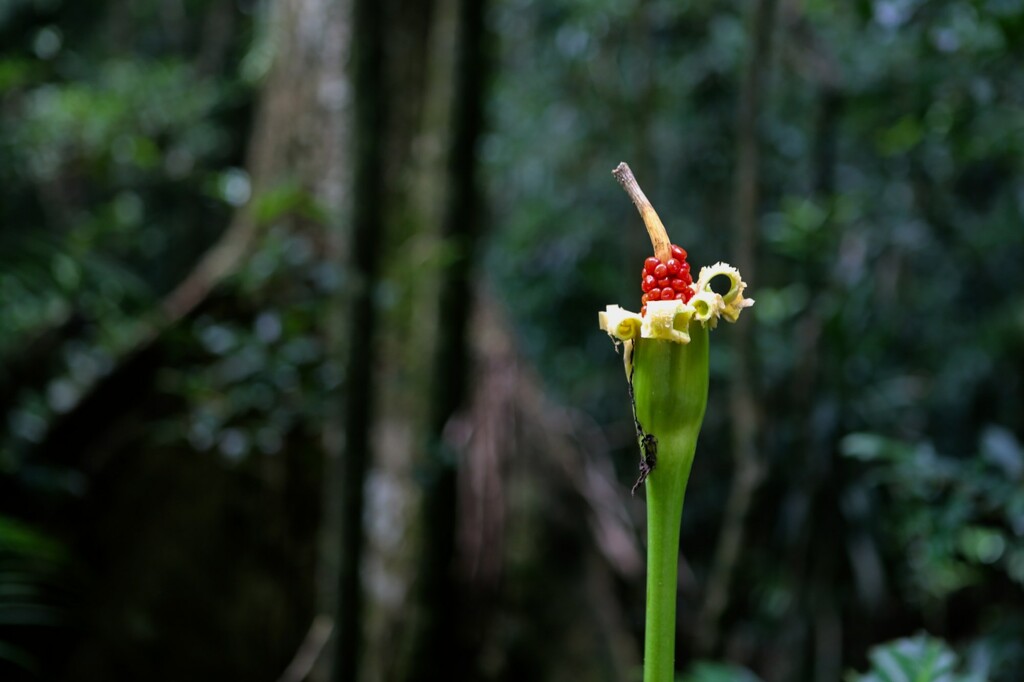 Rainforest flower by jeneurell