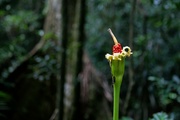 21st Feb 2024 - Rainforest flower