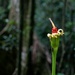 Rainforest flower