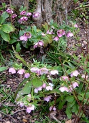 20th Feb 2024 - Hellebores