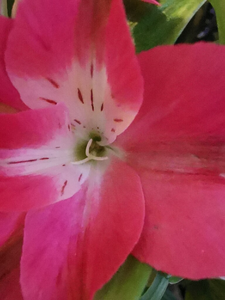 Pink flower by plainjaneandnononsense