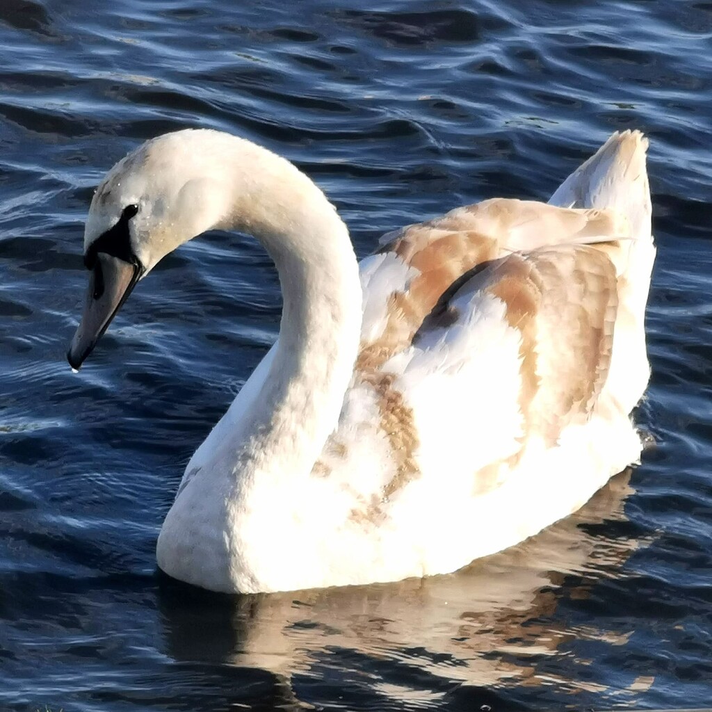 Swan  by plainjaneandnononsense