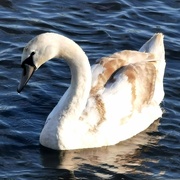 19th Feb 2024 - Swan 