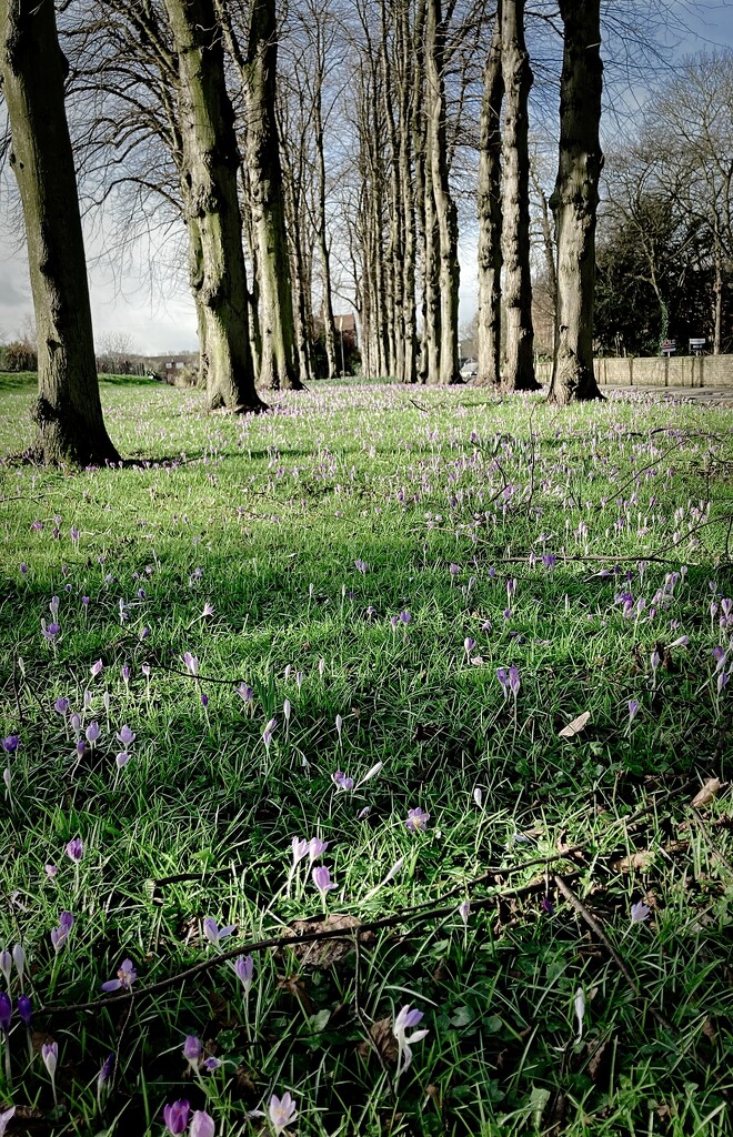 The Crocuses are coming out nicely by allsop