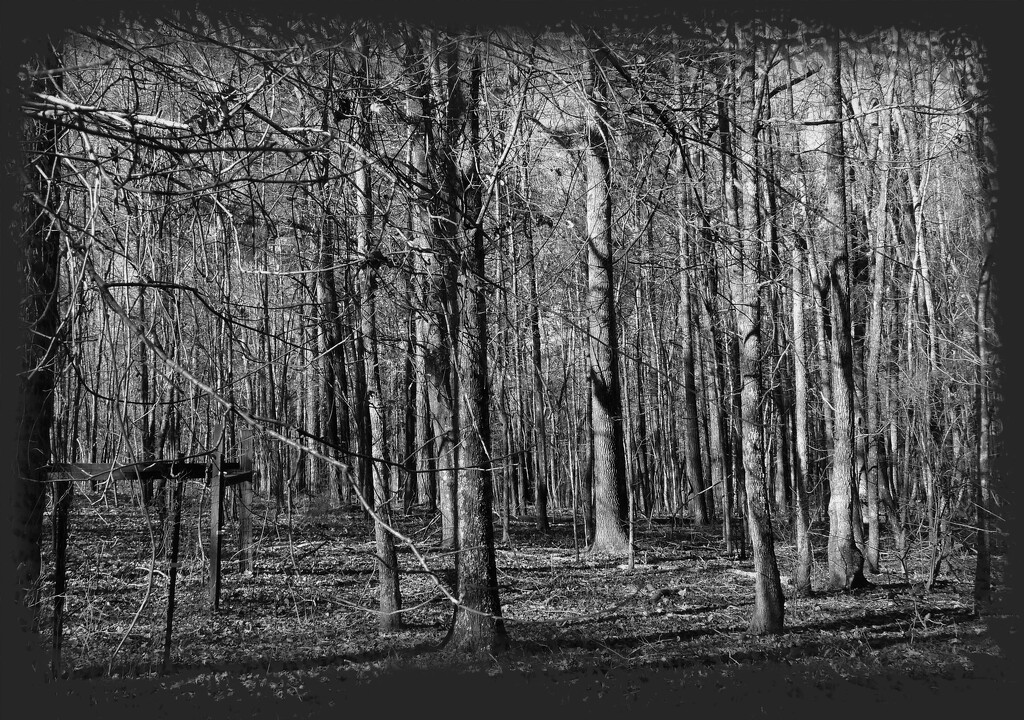 The path through the woods... by marlboromaam