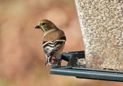21st Feb 2024 - Male goldfinch...