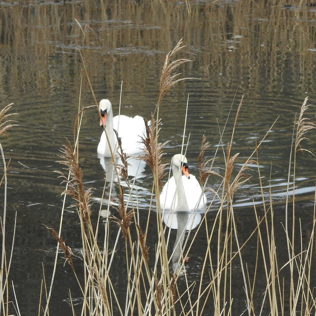 Swans  by oldjosh