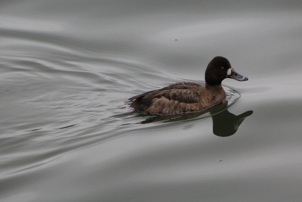 Lesser Scaup by pirish