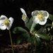 Christmas Rose by k9photo