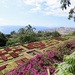 Well known view of Madeira Botanical Gardens by orchid99