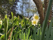 21st Feb 2024 - Daffodils