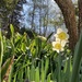 Daffodils by gratitudeyear