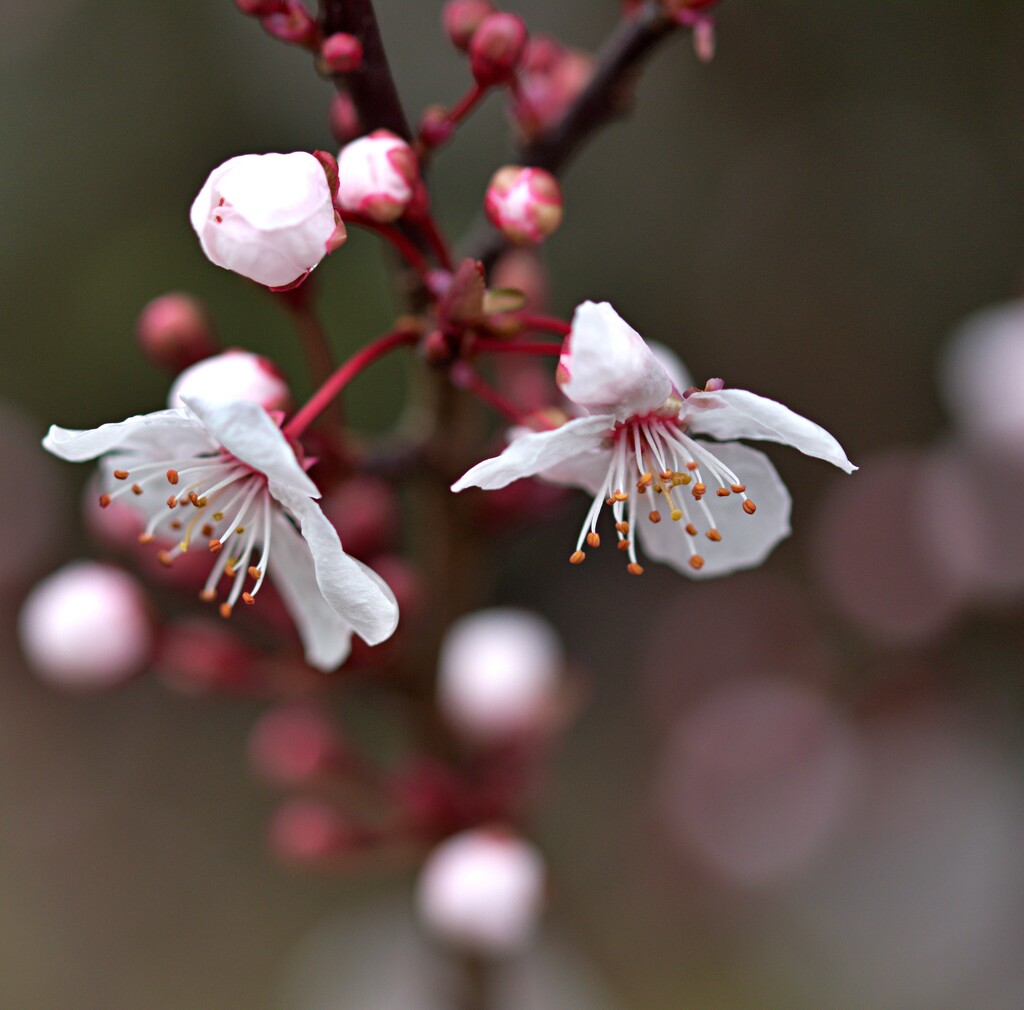 blossom by ollyfran