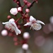blossom by ollyfran