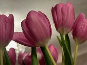 20th Feb 2024 - Pink Tulips