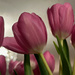 Pink Tulips by 365projectmaxine