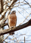 21st Feb 2024 - Red shouldered hawk