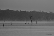 21st Feb 2024 - LHG_5666 Cold  misty morning 