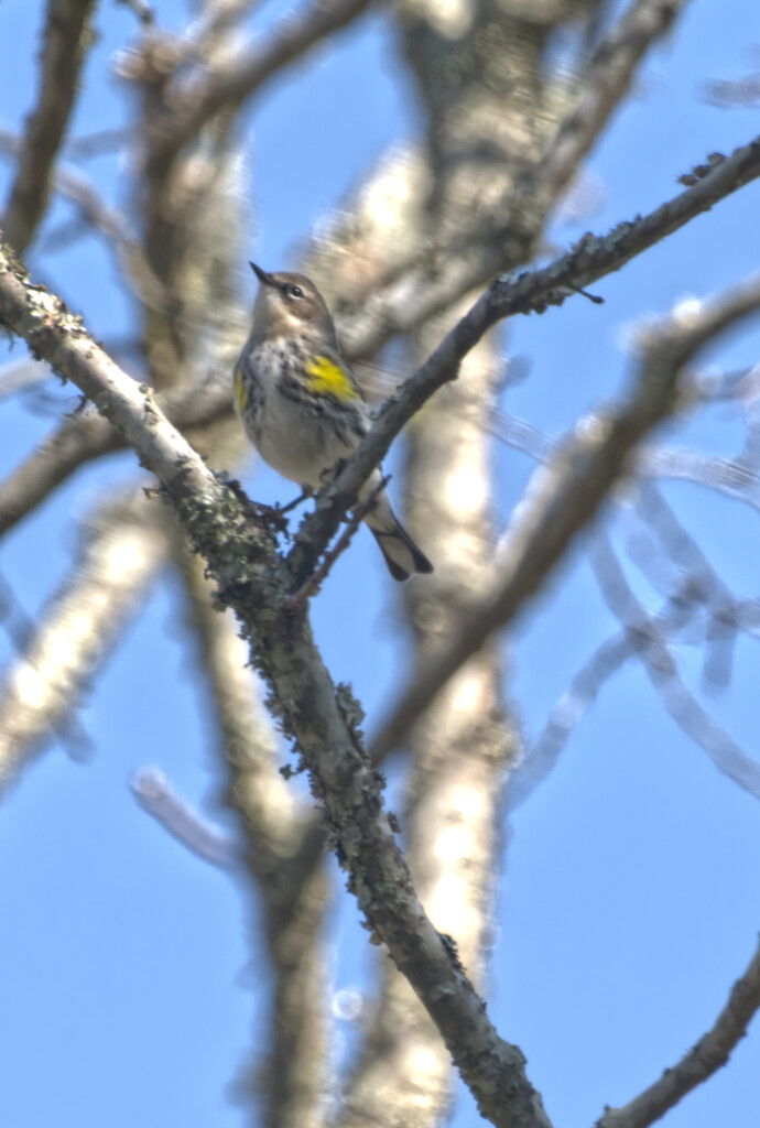 Myrtle Warbler posed in a tree by peachfront