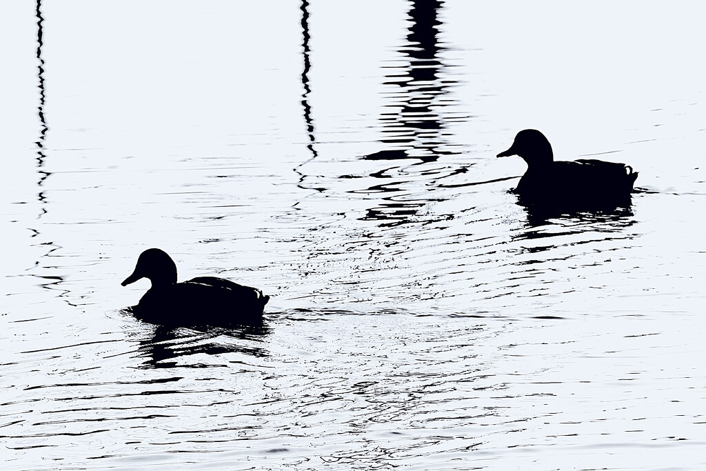 Contrasted Ducks by lsquared