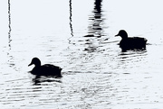 15th Feb 2024 - Contrasted Ducks